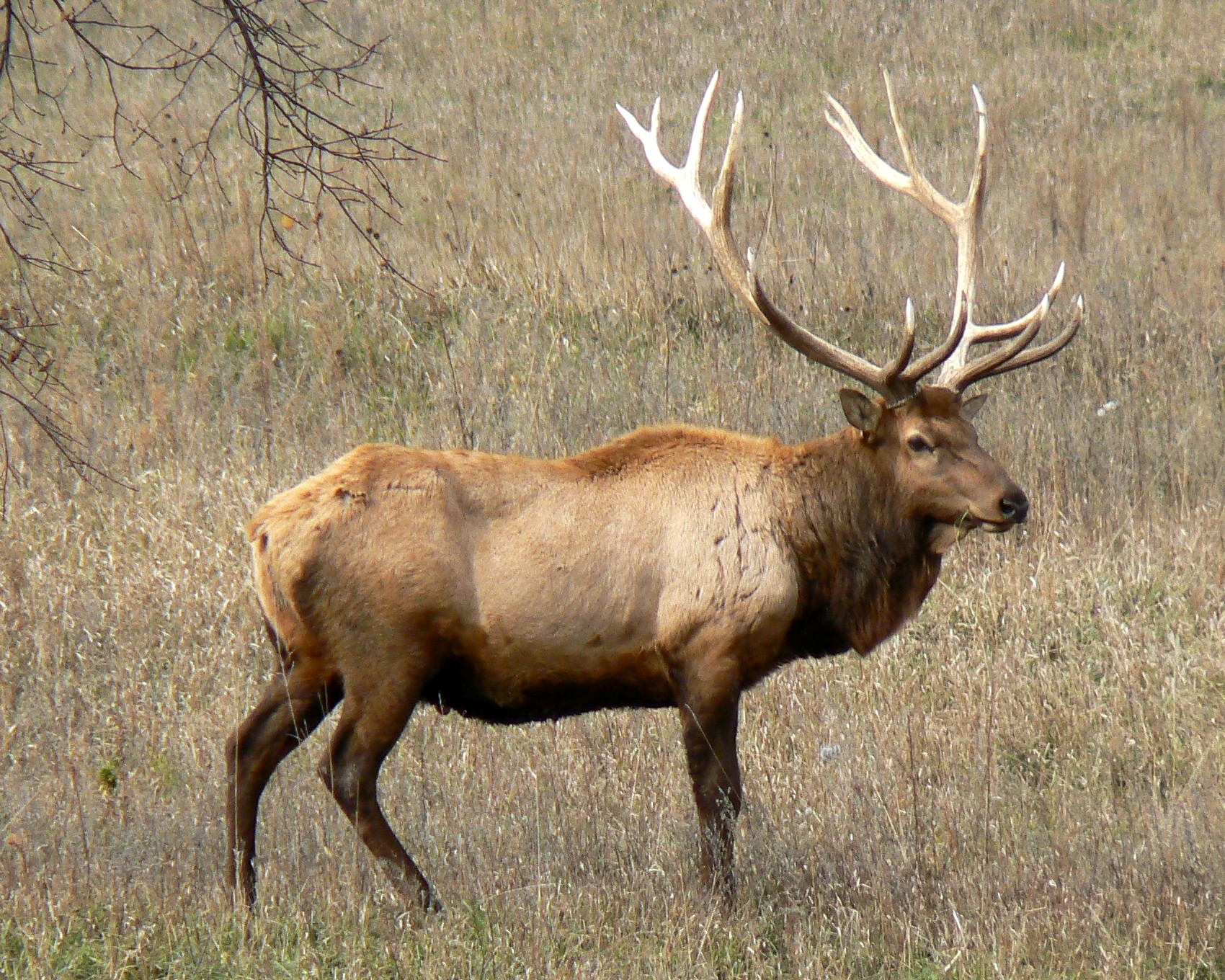 Elk